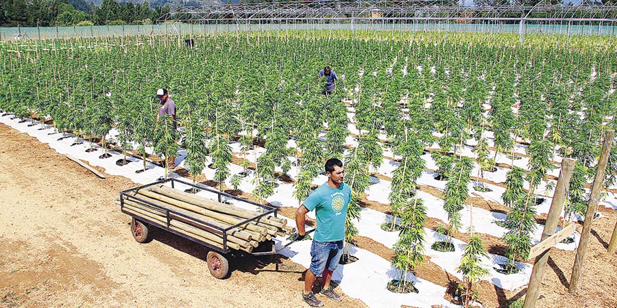 La cosecha medicinal más grande de Latinoamérica!