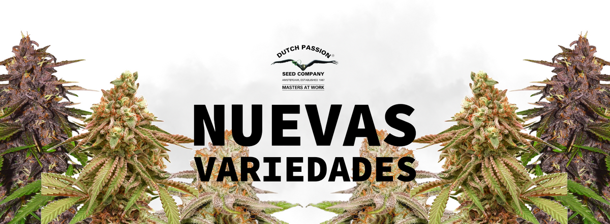 Dutch Passion presenta 4 nuevas variedades autoflorecientes