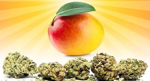 Cannabis y el subidón tropical