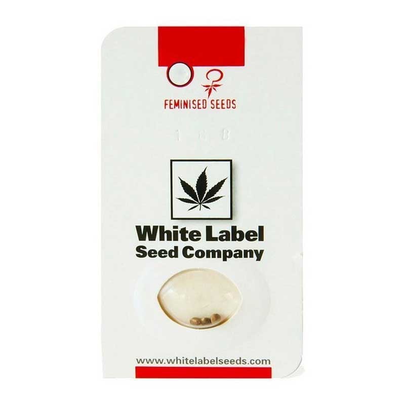 WHITE LABEL SNOW RYDER AUTO 3+1UDS