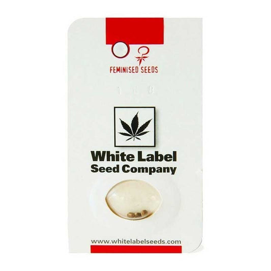 WHITE LABEL SNOW RYDER AUTO 3+1UDS