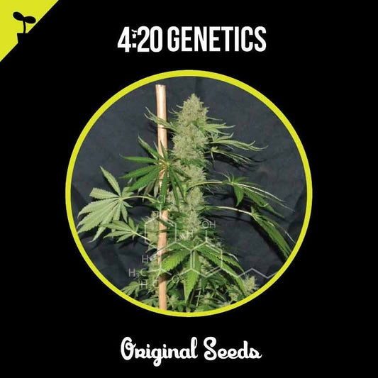 420 GENETICS WHITE WIDOW CBD 3UDS
