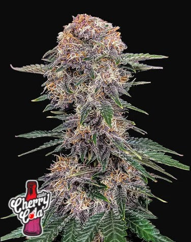 CHERY COLA AUTO X1-FAST BUDS (DS)