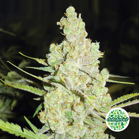 1024 Medical Seeds