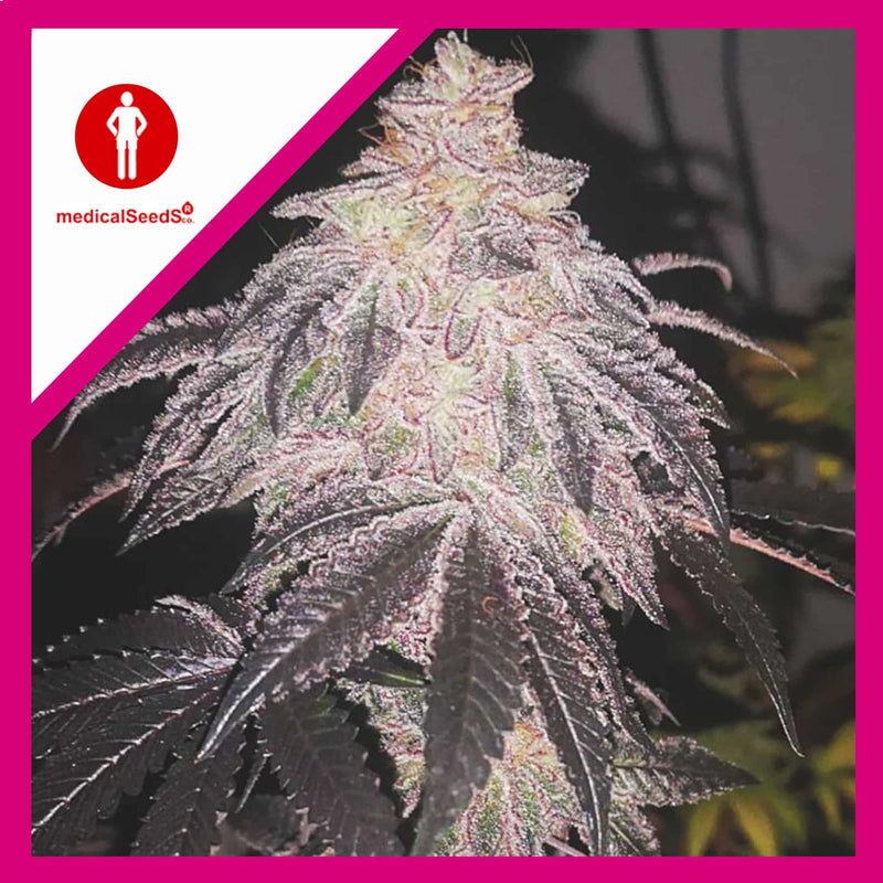 COOKIES SHERBET AUTO X3+2-MEDICAL SEEDS (DS)