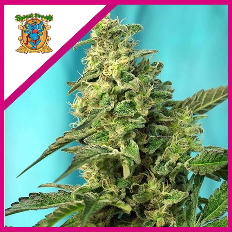 GREEN POISON F1 X100-SWEET SEEDS (DS)