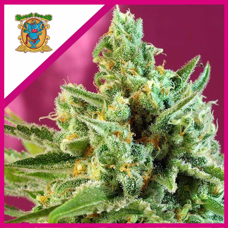 SAD F1 FEM X25-SWEET SEEDS (DS)