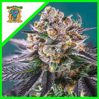GORILLA GIRL XL AUTO X100-SWEET SEEDS (DS)