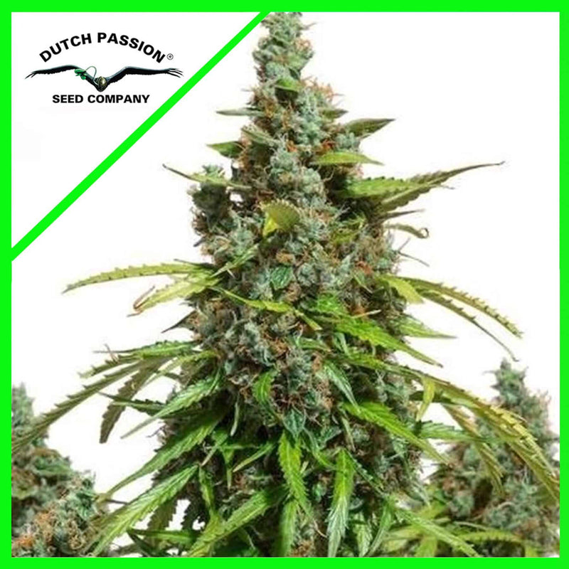 MAZAR AUTO X3-DUTCH PASSION (DS)