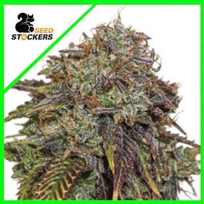 GELATO 41 AUTO X3 SEEDSTOCKERS (DS)