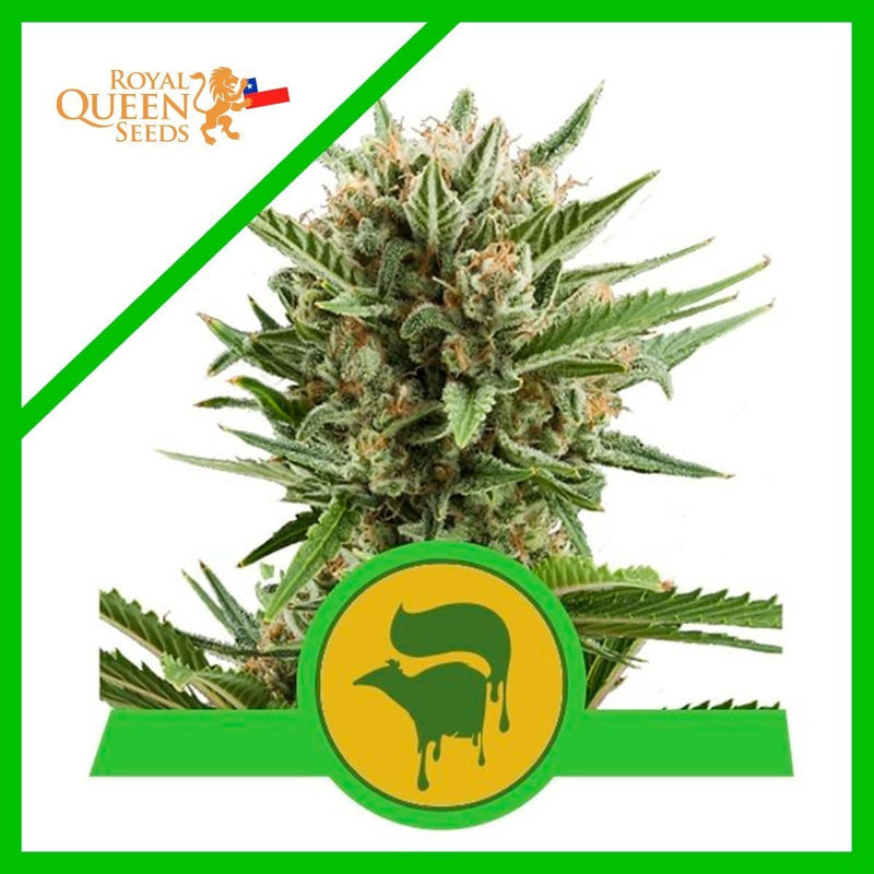 SWEET SKUNK AUTO X3-ROYAL QUEEN SEEDS (DS)