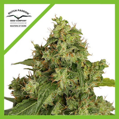 XTREME AUTO X3-DUTCH PASSION (DS)