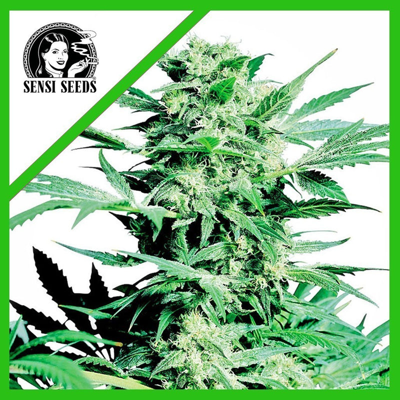 SHIVA SKUNK AUTO X3-SENSI SEEDS (DS)