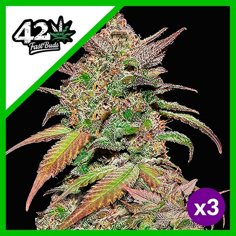 SMOOTHIE AUTO X3-FAST BUDS (DS)
