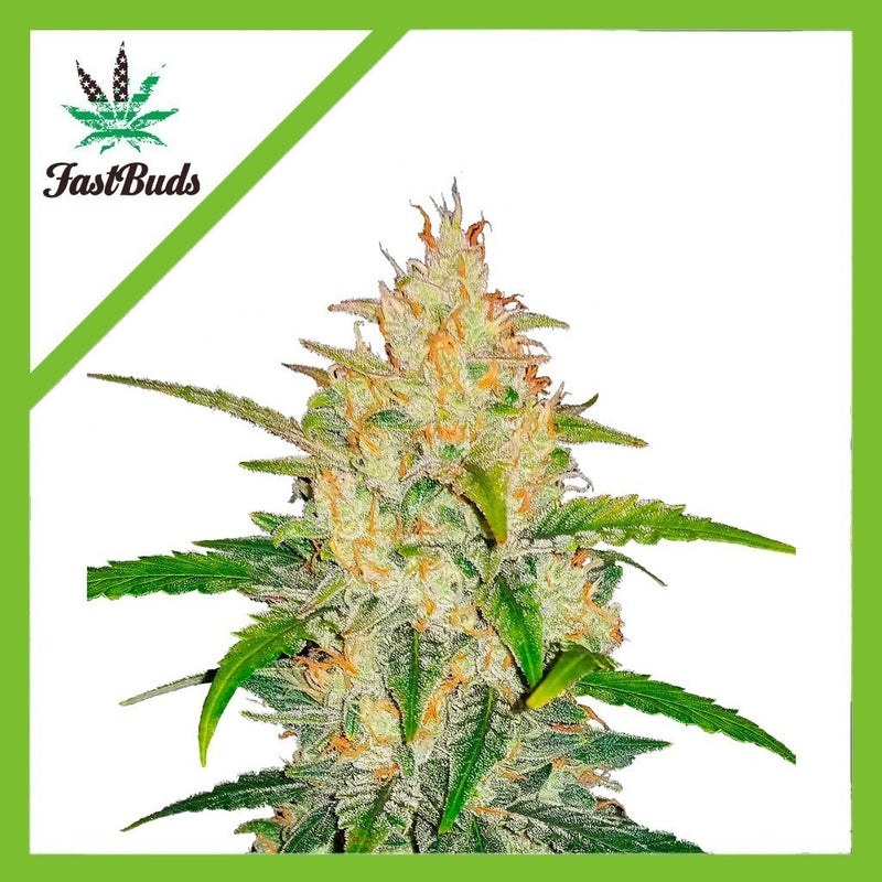 ZKITTLEZ AUTO X3-FAST BUDS (DS)