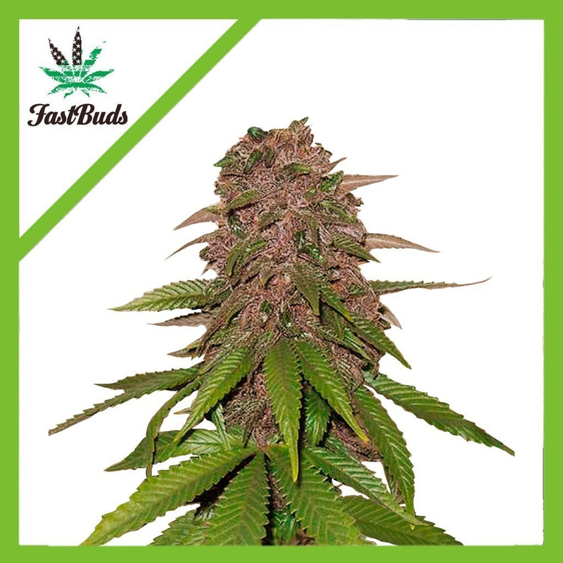 C4 AUTO X3-FAST BUDS (DS)