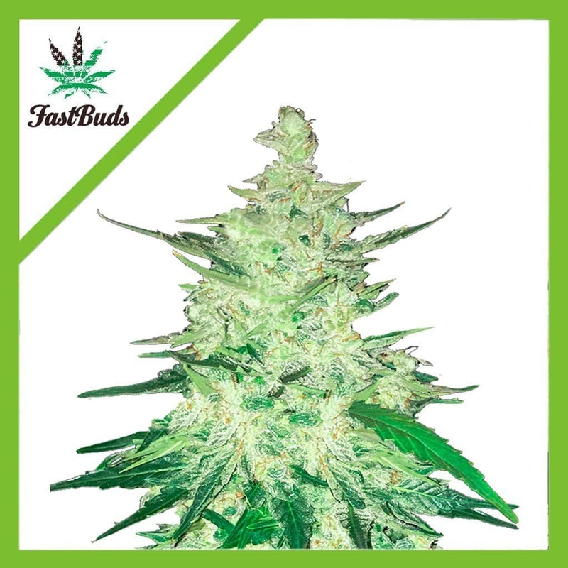CBD CRACK AUTO X3-FAST BUDS (DS)