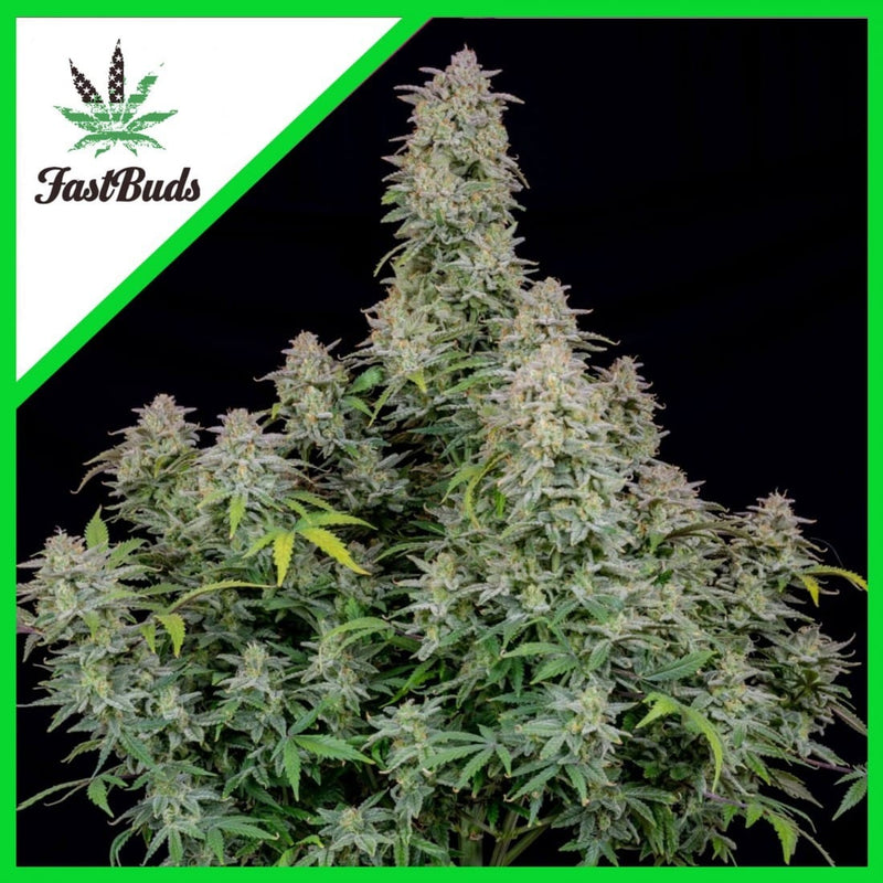 FORBIDDEN RUNTZ AUTO X3-FAST BUDS (DS)