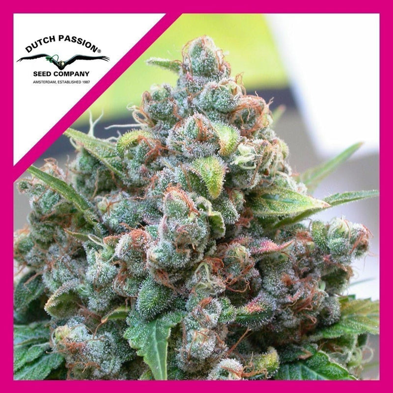 WHITE WIDOW FEM X100-DUTCH PASSION (DS)
