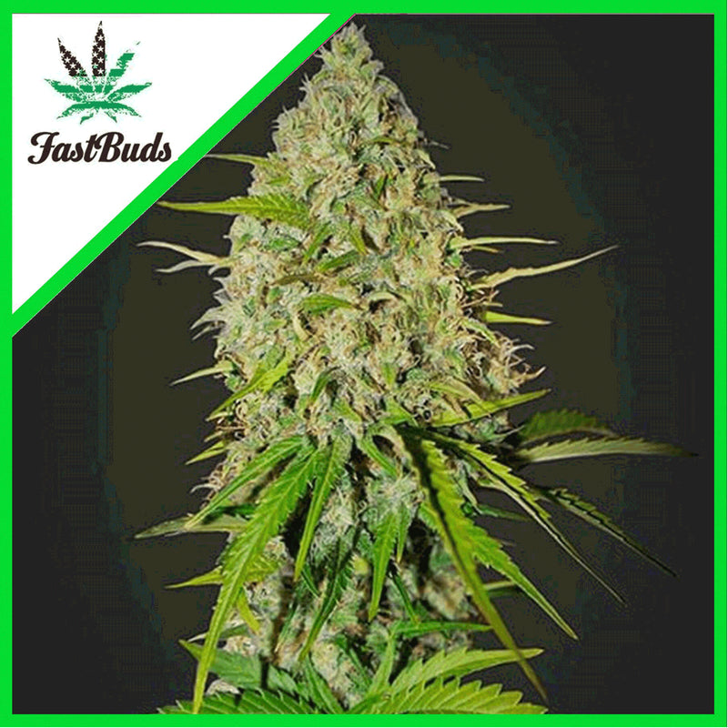 GRAPEFRUIT AUTO X3-FAST BUDS (DS)