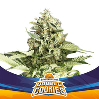 DOUBLE COOKIES SP AUTO X4 -BSF (DS)