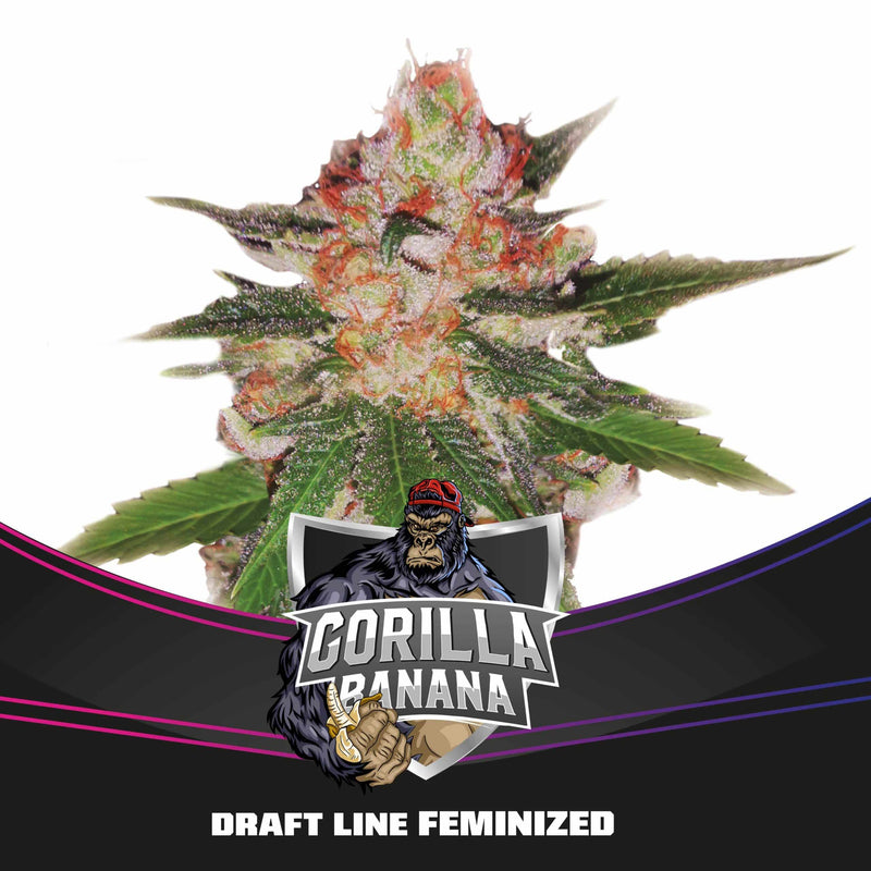 GORILLA BANANA FEM X4-BSF (DS)