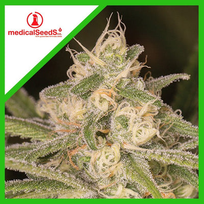 NO NAME AUTO X3+2-MEDICAL SEEDS (DS)