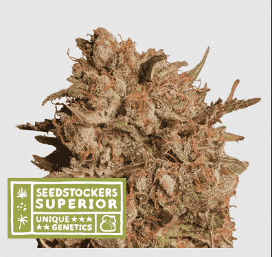 APOLLO BLACK CHERRY AUTO X3 SUP-SEEDSTOCKERS (DS)