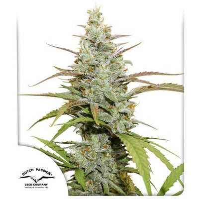 MOKUM´S TULIP AUTO X3-DUTCH PASSION (DS)