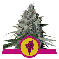 COOKIES GELATO USA PREMIUM FEM X10-ROYAL QUEEN (DS)