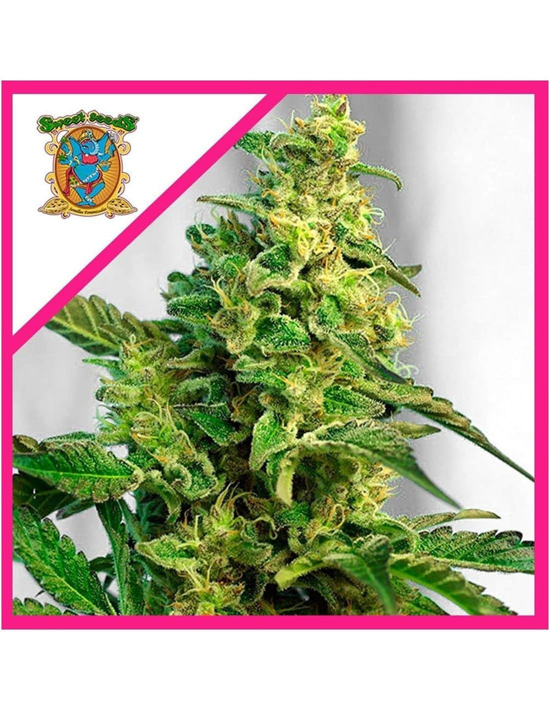 GREEN POISON FEM X100-SWEET SEEDS (DS)