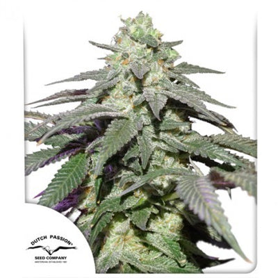 SKYWALKER HAZE AUTO X100-DUTCH PASSION (DS)