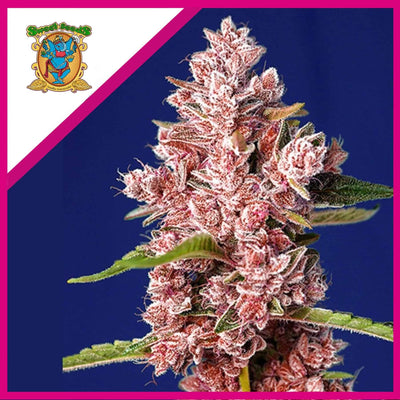 TROPICANNA POISON F1 X3+1-SWEET SEEDS (DS)