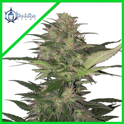RED DWARF AUTO X3+1-BUDDHA SEEDS (DS)