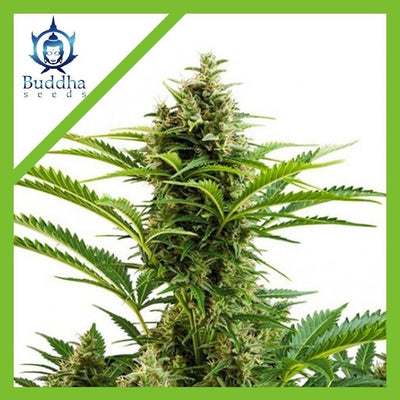 VESTA AUTO X3+1-BUDDHA SEEDS (DS)