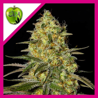 BLACK DREAM FEM X3+1-EVA SEEDS (DS)