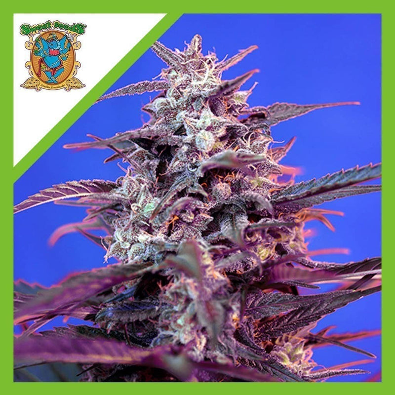 BLOODY SKUNK RED FAMILY AUTO X3+1-SWEET SEEDS (DS)