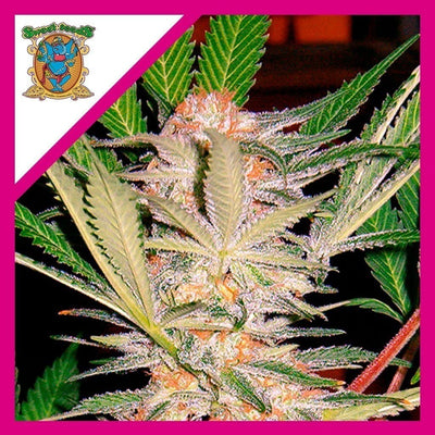 SAD FEM X3+1-SWEET SEEDS (DS)