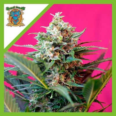 BIG DEVIL XL AUTO X3+1-SWEET SEEDS (DS)