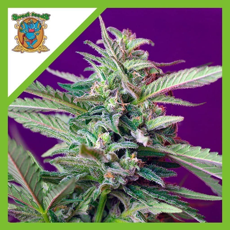 SAD AUTO X3+1-SWEET SEEDS (DS)