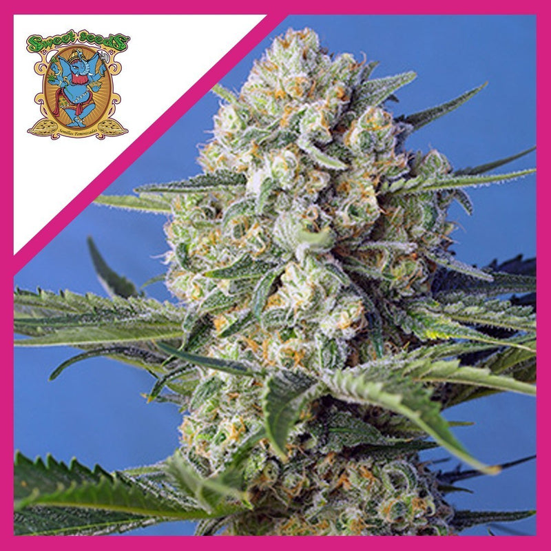 CRYSTAL CANDY F1 FEM X3+1-SWEET SEEDS (DS)