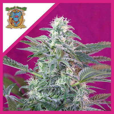 BIG FOOT FEM X3+1-SWEET SEEDS (DS)