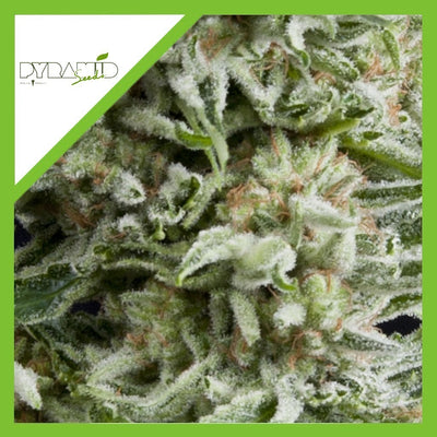AMNESIA GOLD AUTO X3+1-PYRAMID SEEDS (DS)