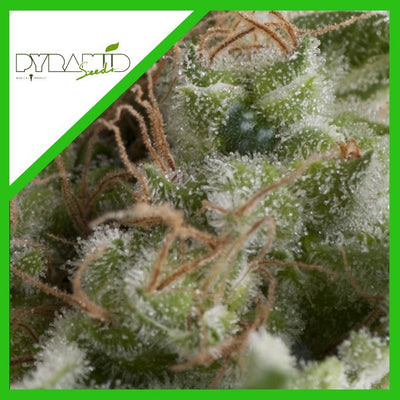 AMERICAN PIE FEM X3+1-PYRAMID SEEDS (DS)