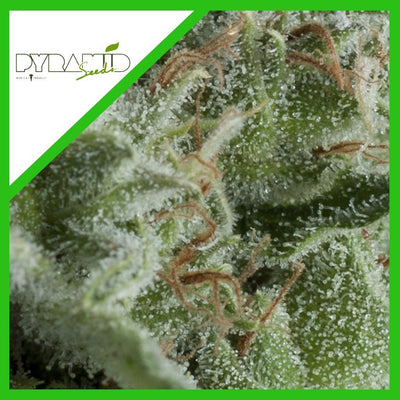 KRYPTONITE AUTO X3+1-PYRAMID SEEDS (DS)