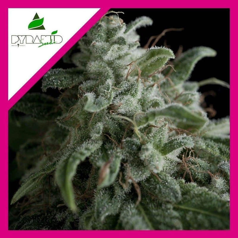 NEFERTITI FEM X3+1-PYRAMID SEEDS (DS)