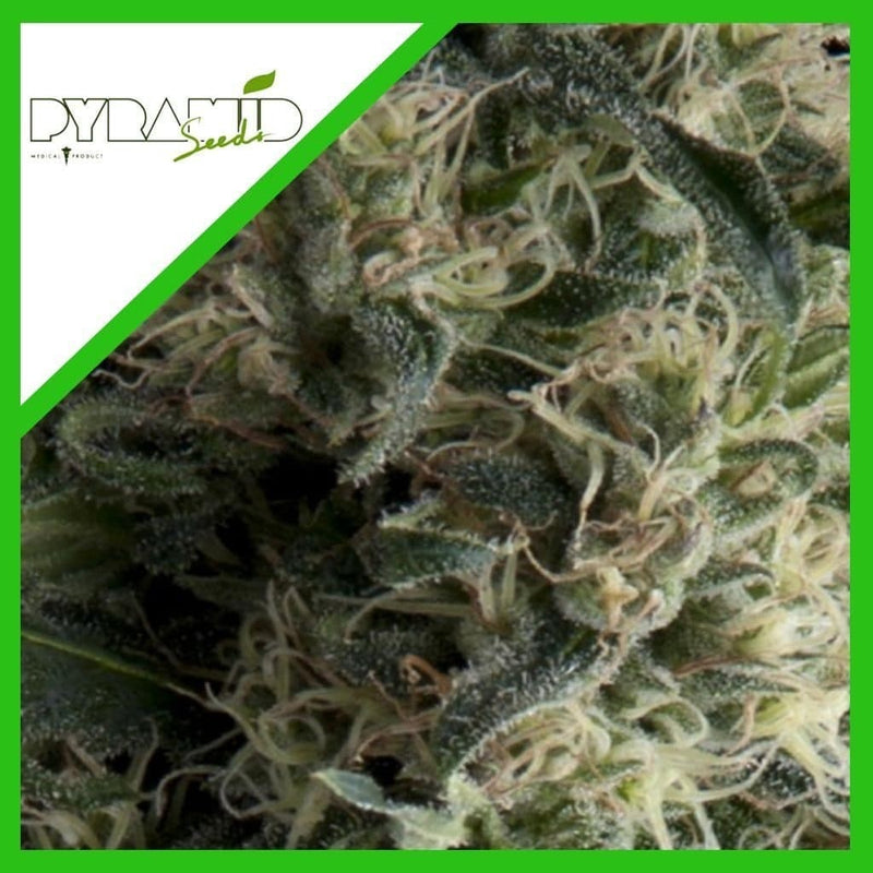 GALAXY AUTO X3+1-PYRAMID SEEDS (DS)