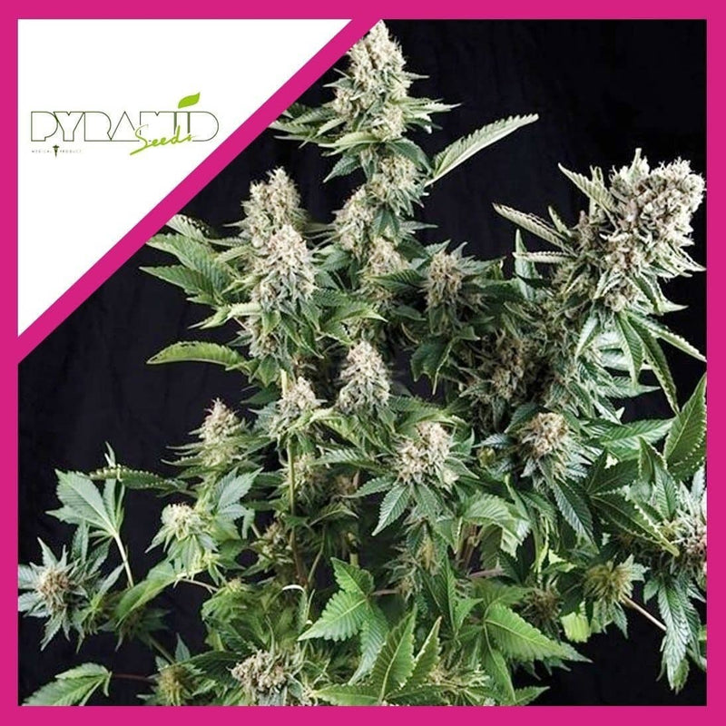 WHITE WIDOW FEM X3+1-PYRAMID SEEDS (DS)