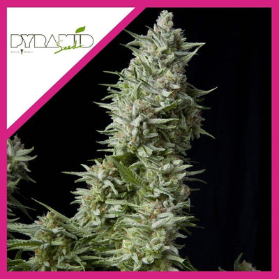 ALPUJARREÑA FEM X3+1-PYRAMID SEEDS (DS)