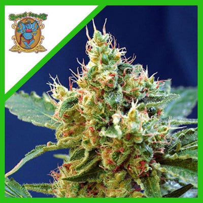 CREAM MANDARINE XL AUTO X5+2-SWEET SEEDS (DS)